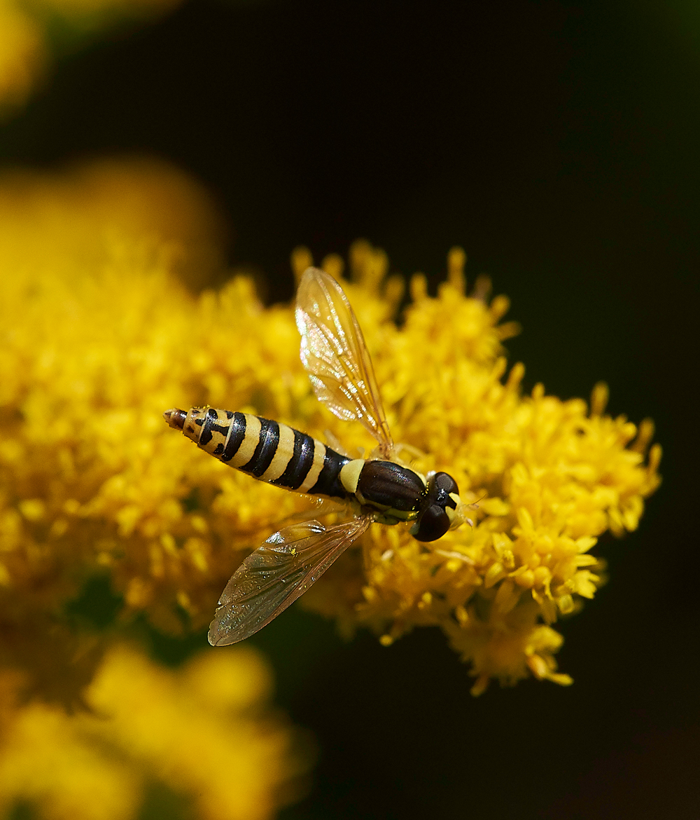 HanworthSphaerophoria310718-5