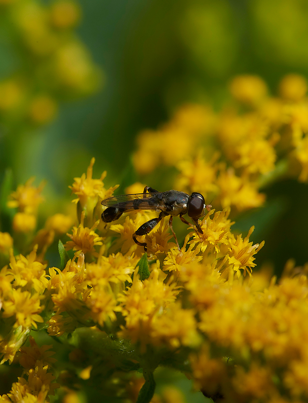HanworthSyrittapipiens020818-1