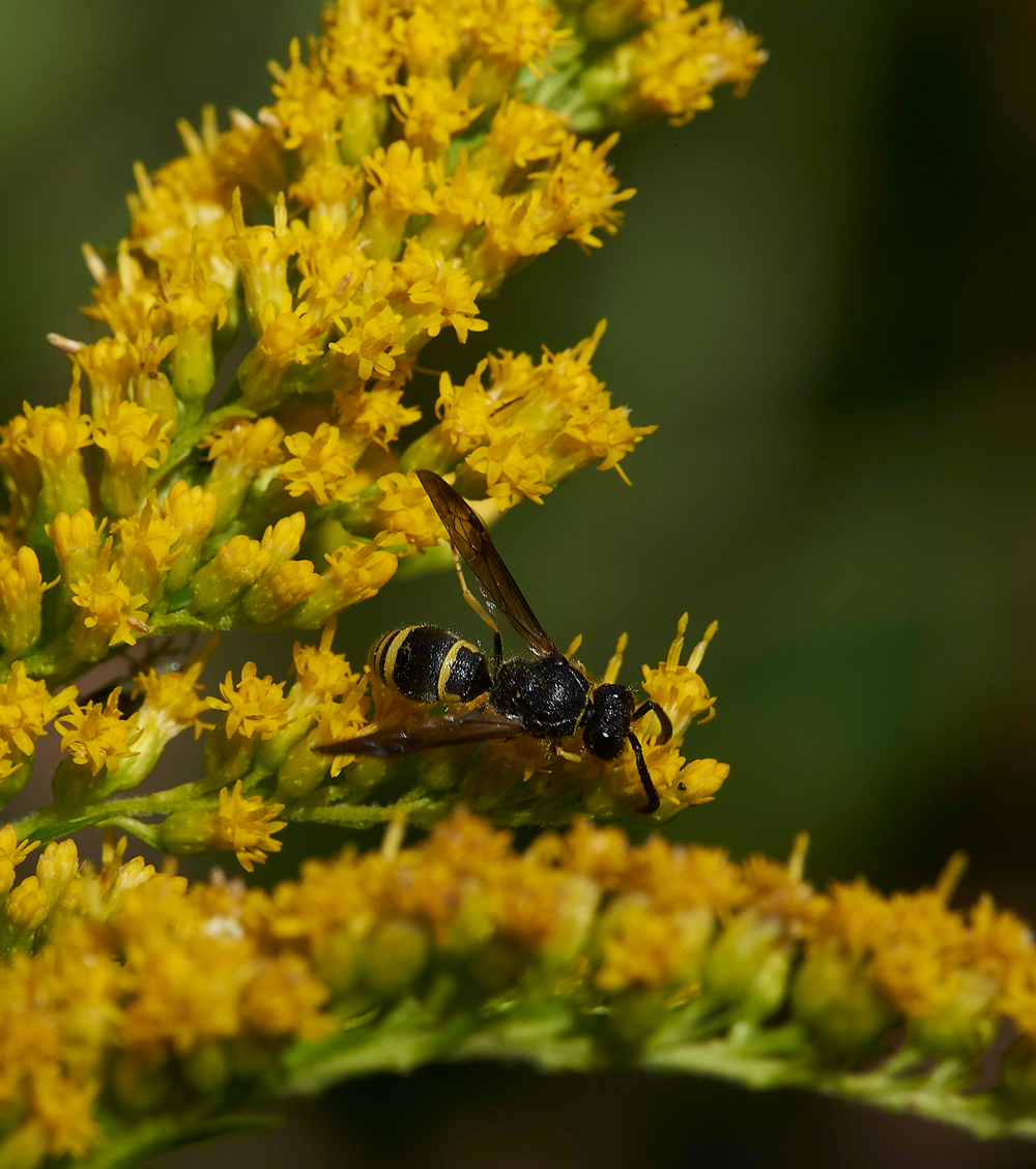 HanworthWasp010818-1
