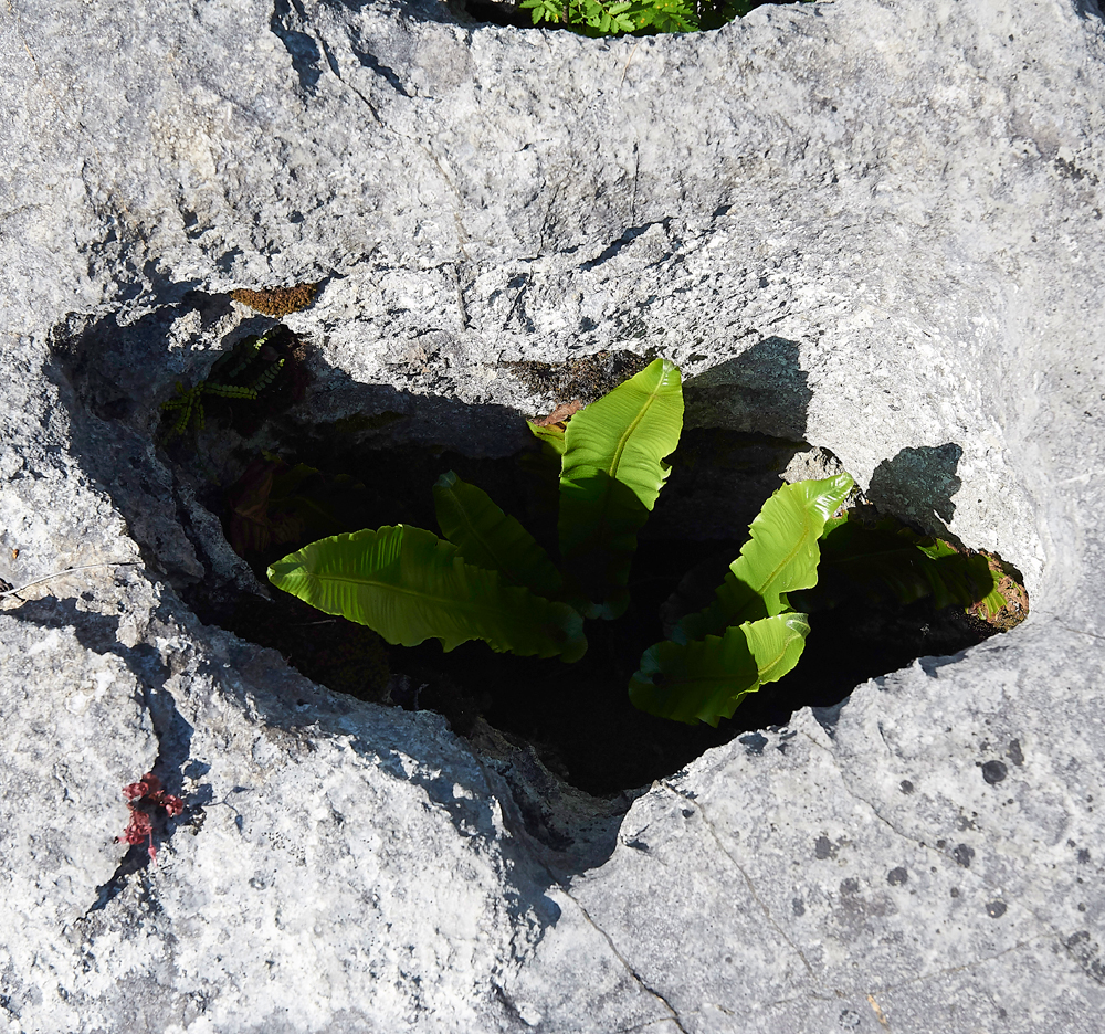 Hart&#39;sTongueGaitBarrows280518-1