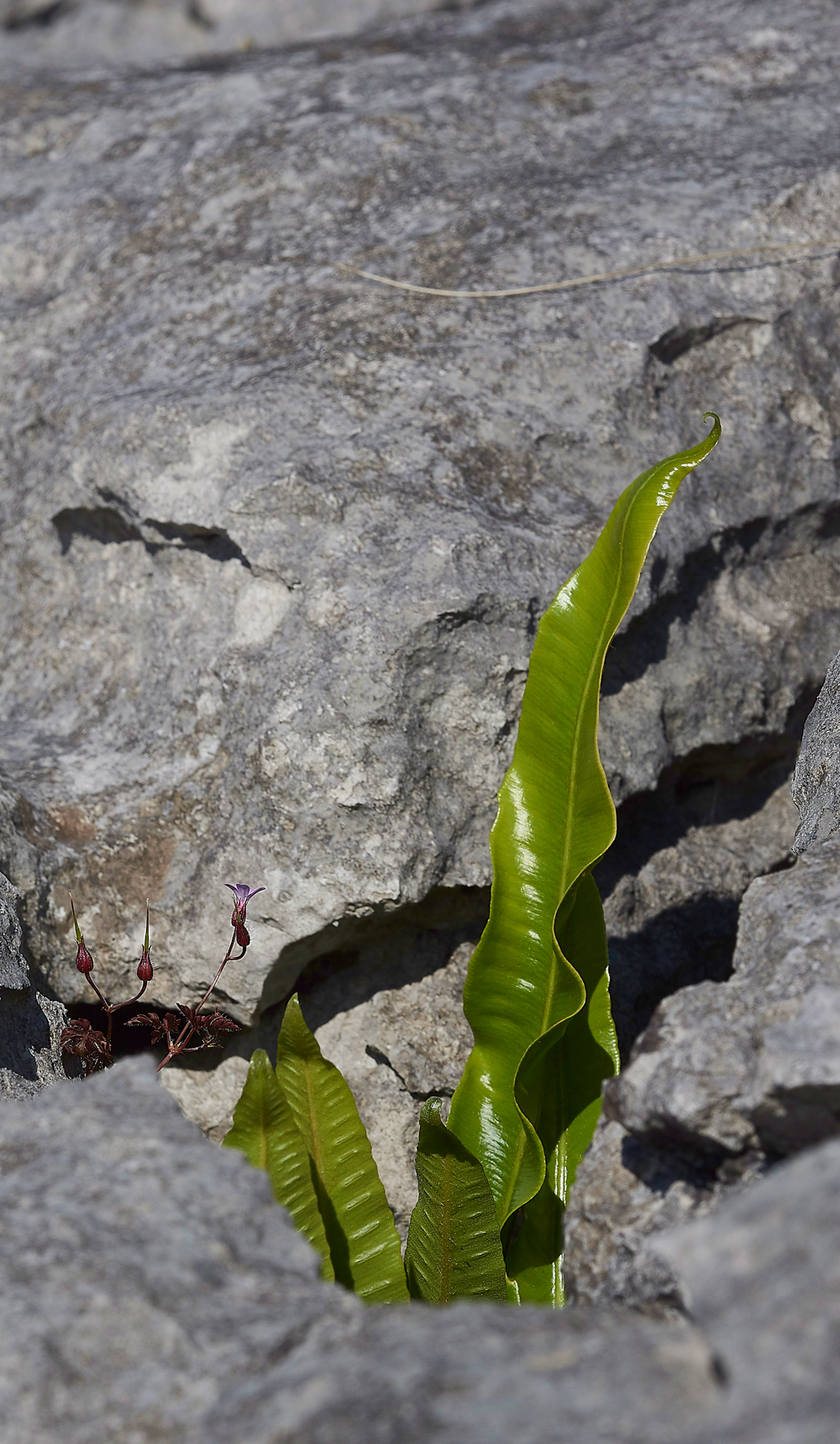 Hart&#39;sTongueGaitsBarrow280518-9