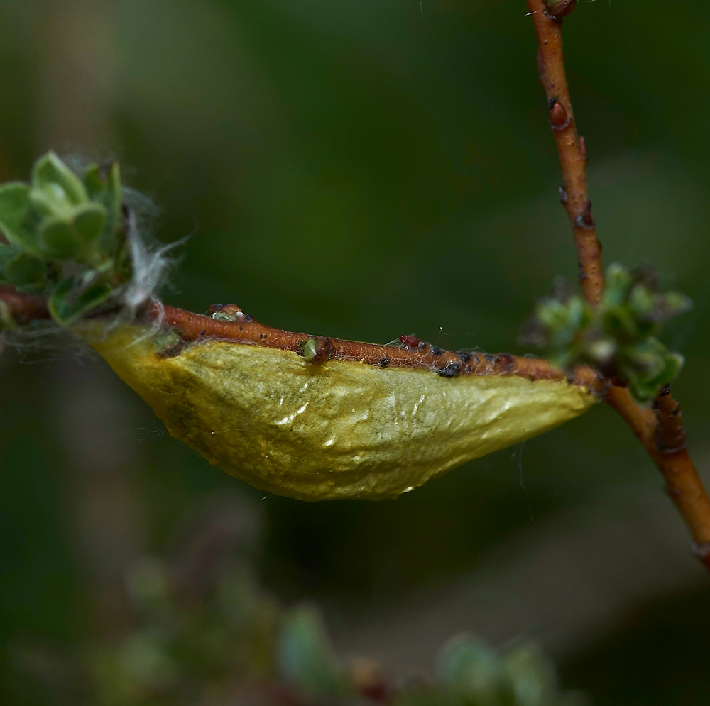 HawsSandscaleCocoon300518-1