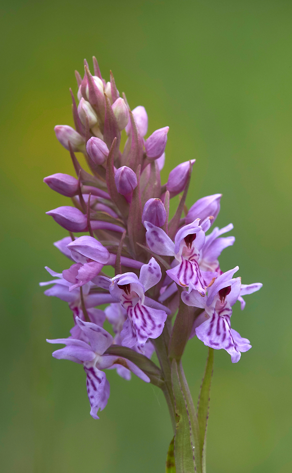 HawsSandscaleCommonSpottedorchid300518-1