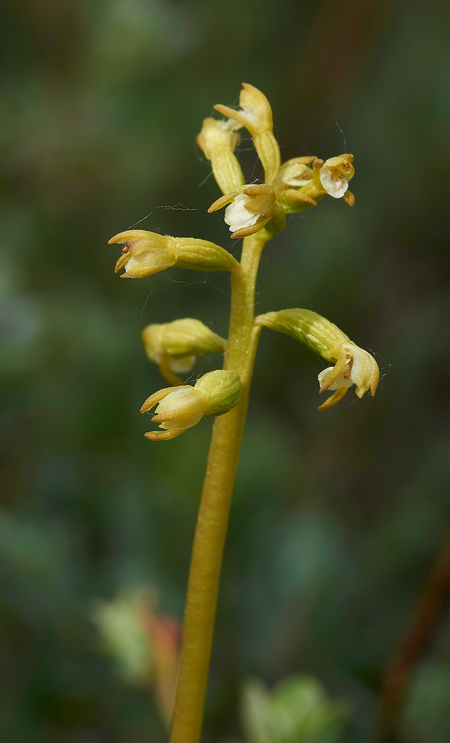 HawsSandscaleCoralRootOrchid300518-1