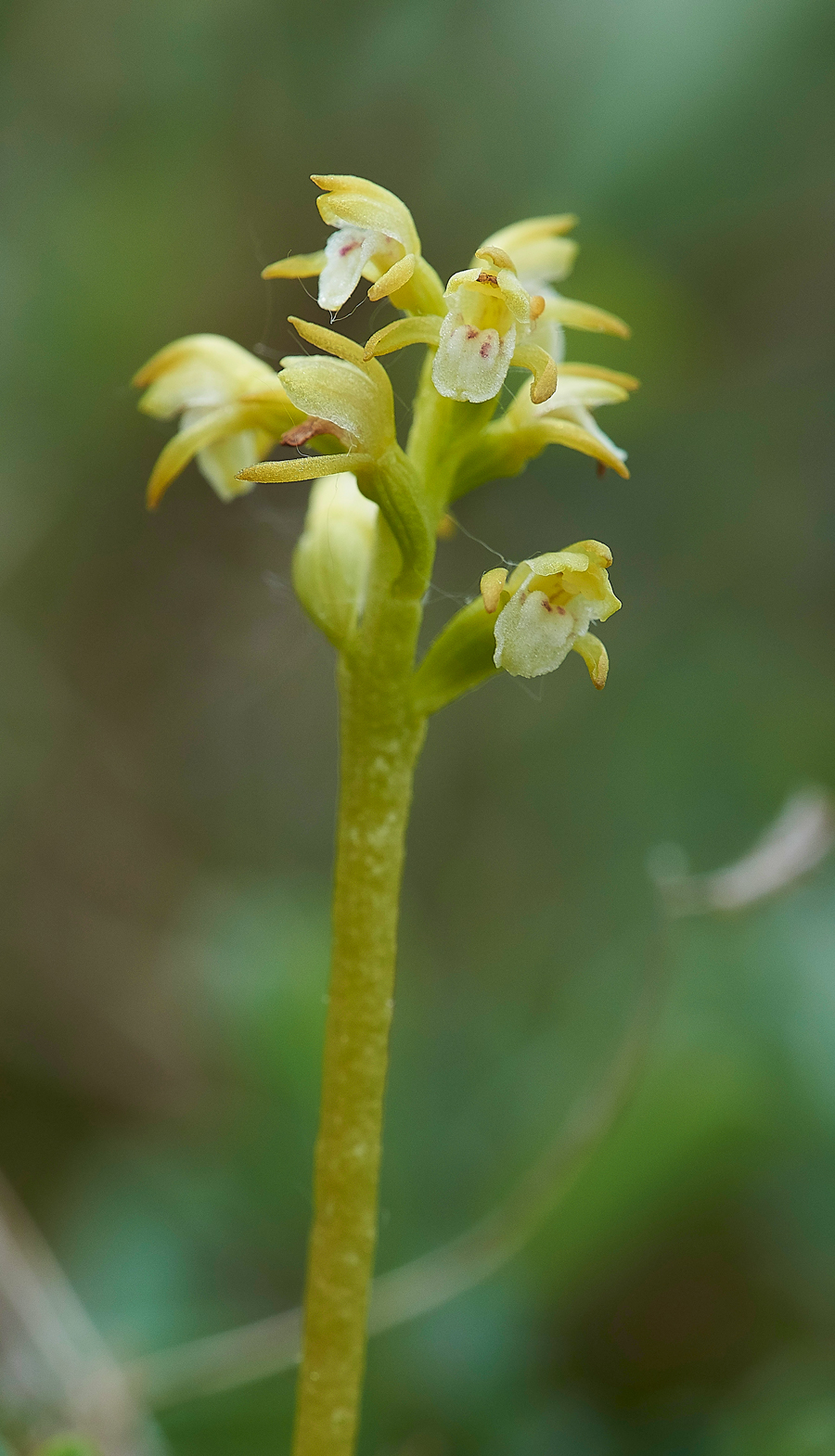 HawsSandscaleCoralRootOrchid300518-2