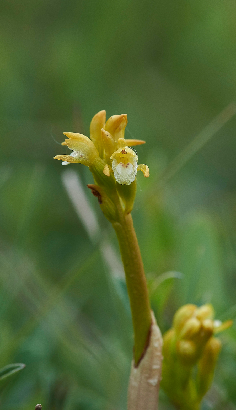 HawsSandscaleCoralRootOrchid300518-3