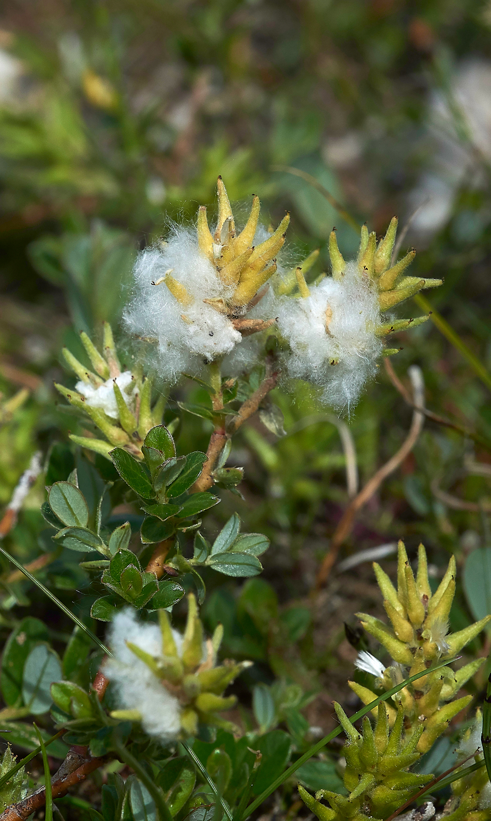 HawsSandscaleCreepingWillow-1