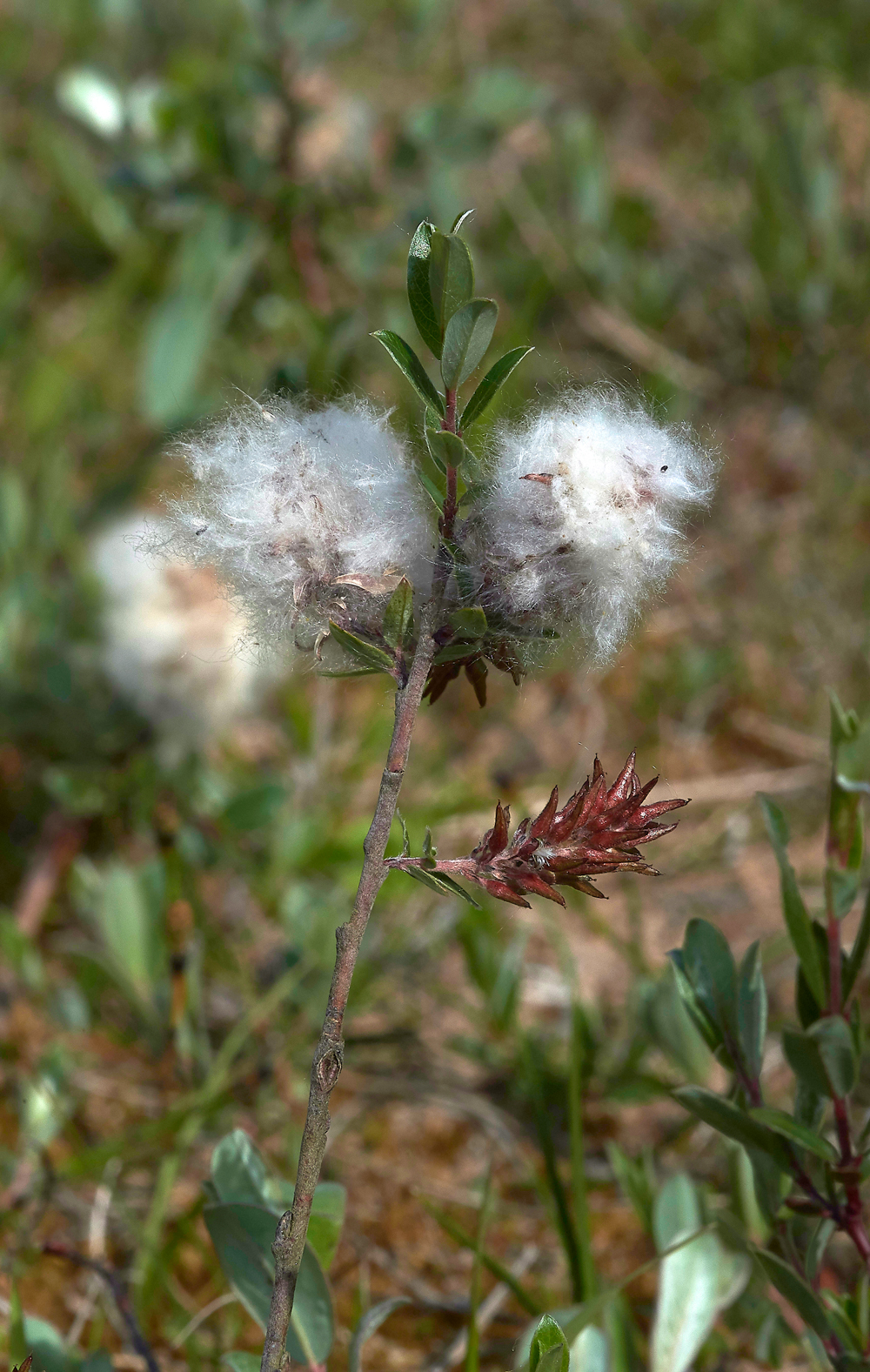 HawsSandscaleCreepingWillow-2