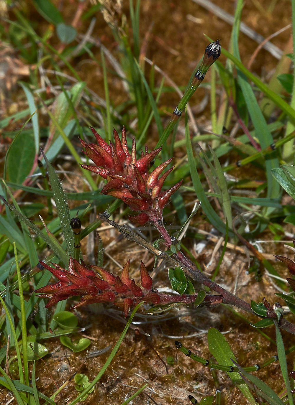 HawsSandscaleCreepingWillow-3