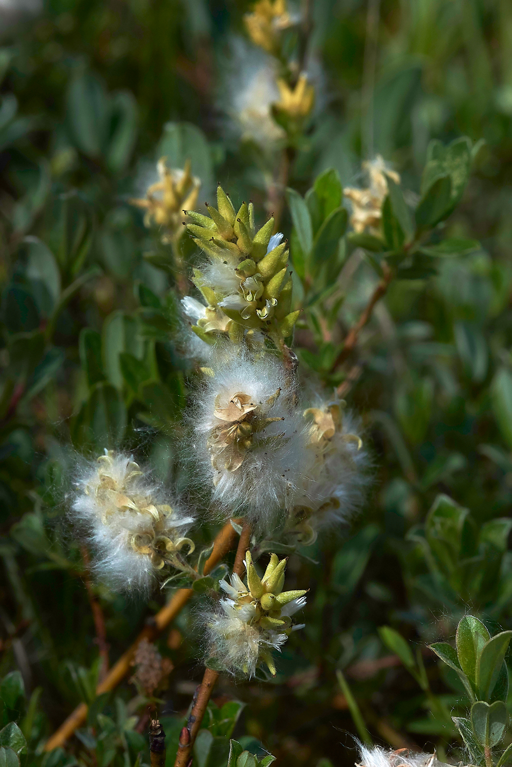 HawsSandscaleCreepingWillow-4