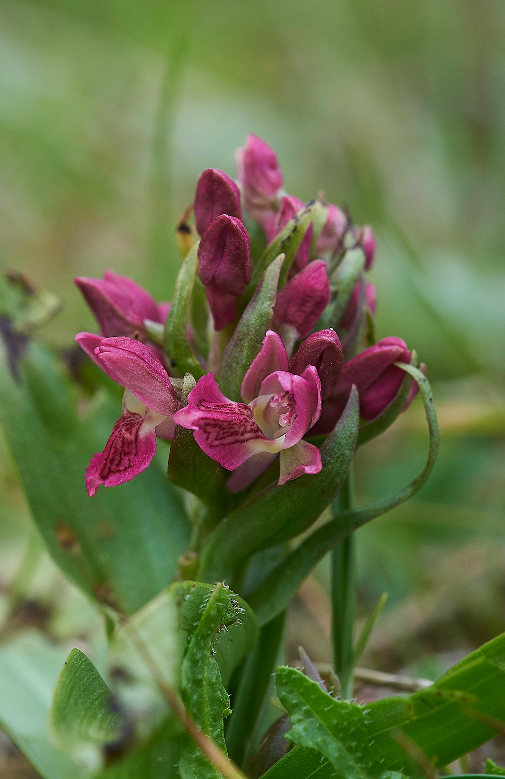 HawsSandscaleEarlyMarshOrchid300518-1