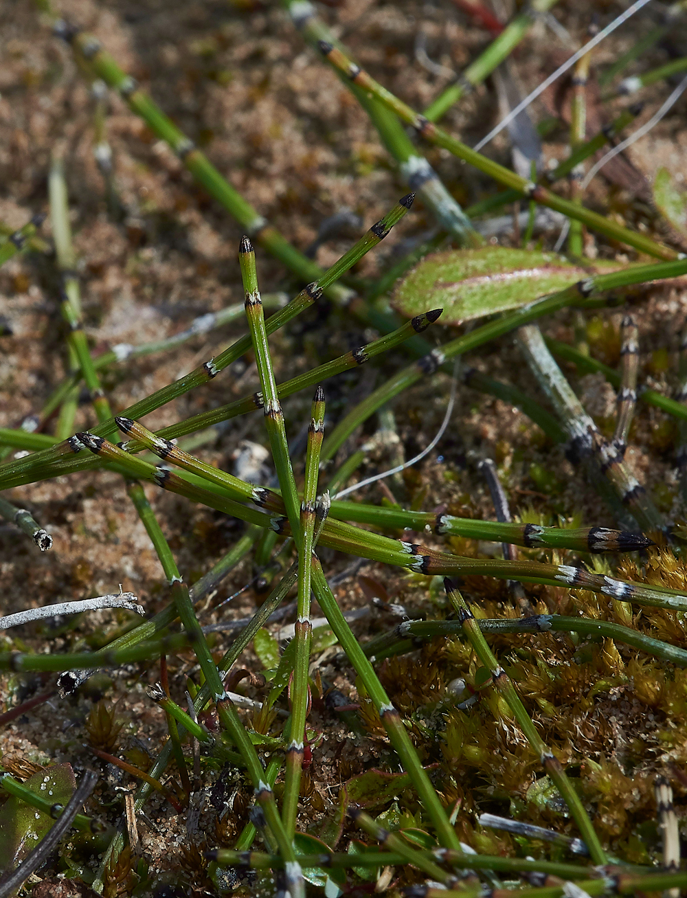 HawsSandscaleEquisetumvariagatum300518-1