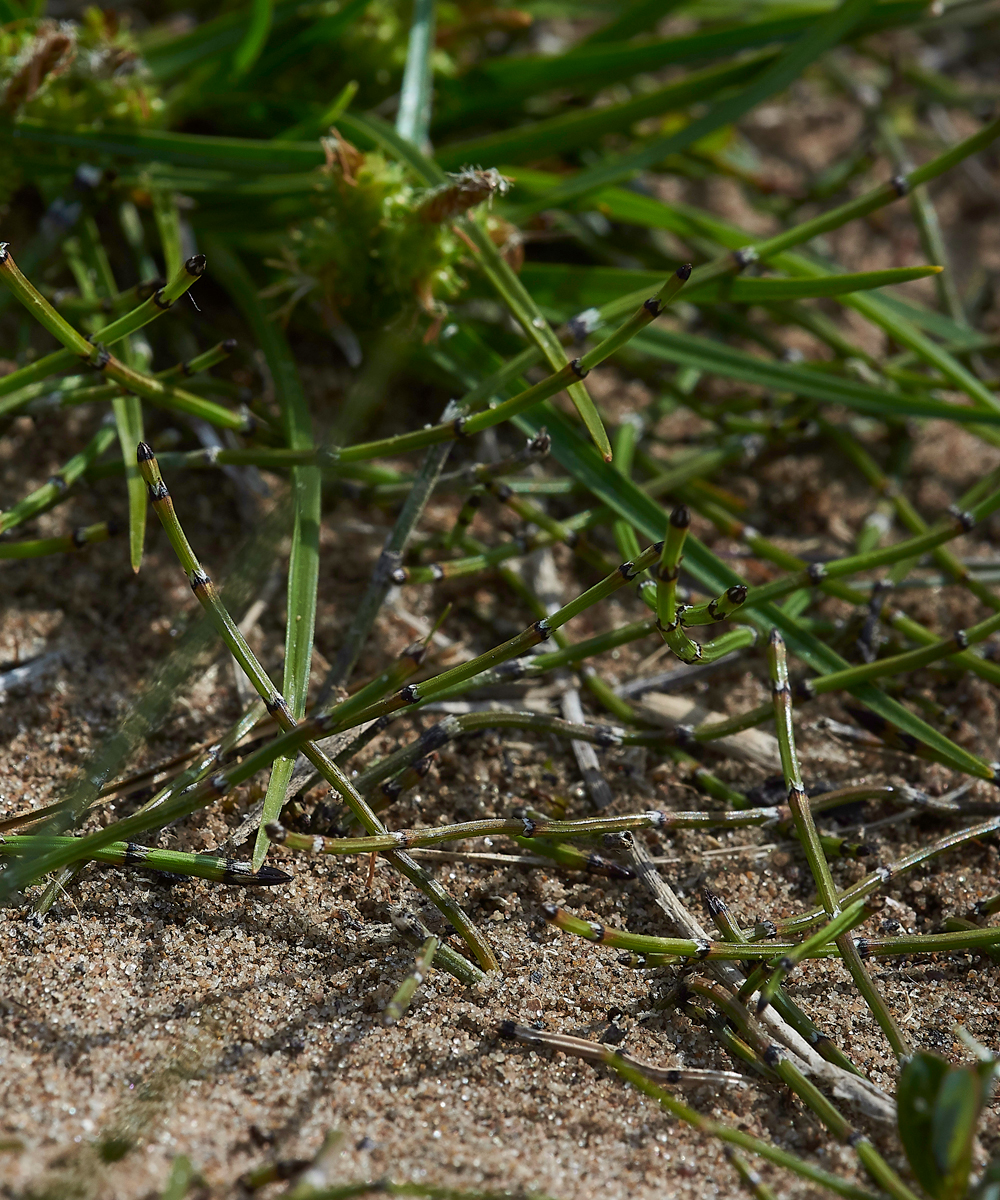 HawsSandscaleEquisetumvariagatum300518-2