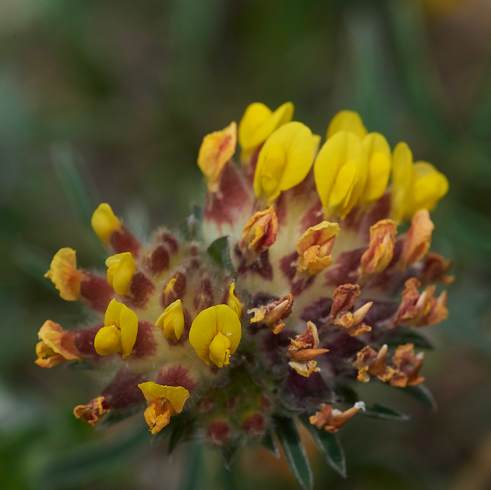 HawsSandscaleFellKidneyVetch-1