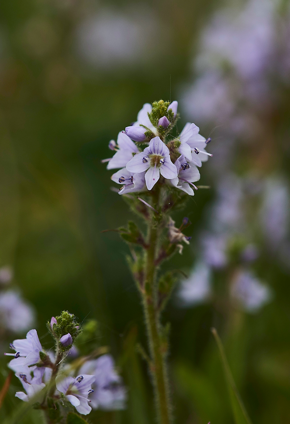HawsSandscaleHeathSpeedwell300518-1