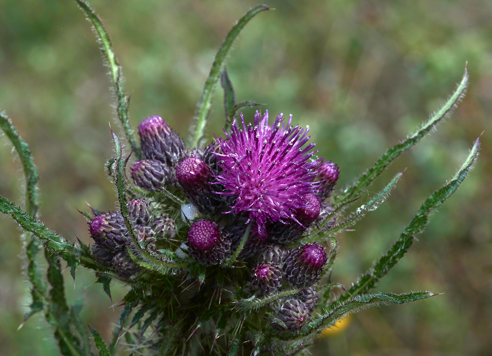 HawsSandscaleMarshThistle300518-1