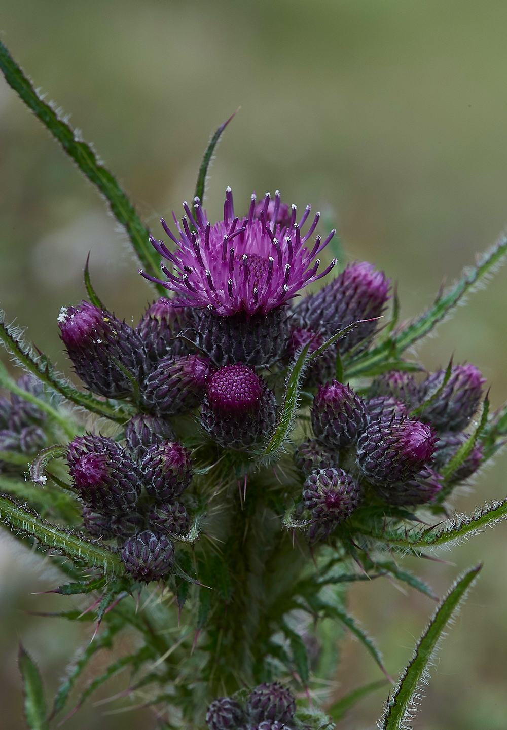 HawsSandscaleMarshThistle300518-2