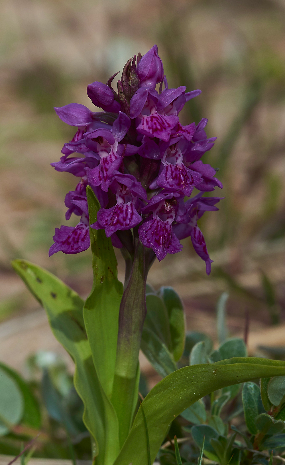 HawsSandscaleNorthernMarshOrchid300518-1