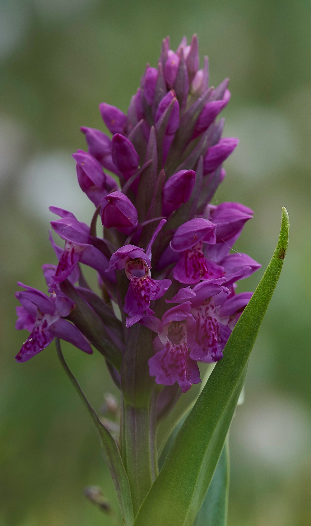 HawsSandscaleNorthernMarshOrchid300518-2