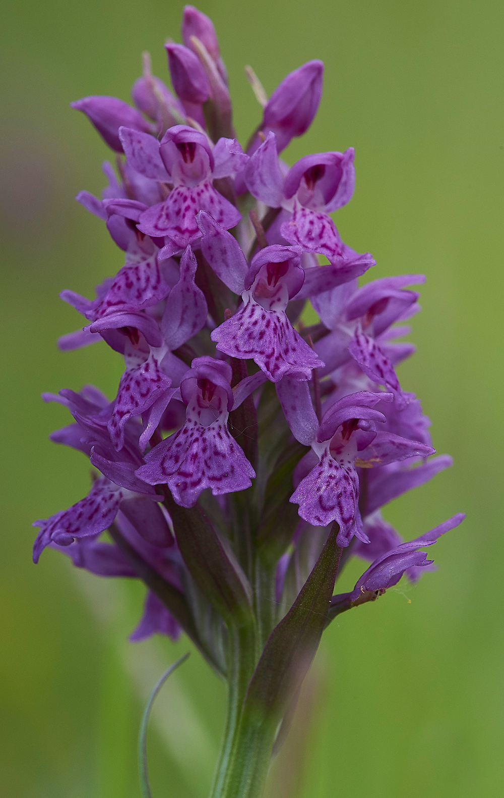 HawsSandscaleNorthernMarshOrchid300518-3