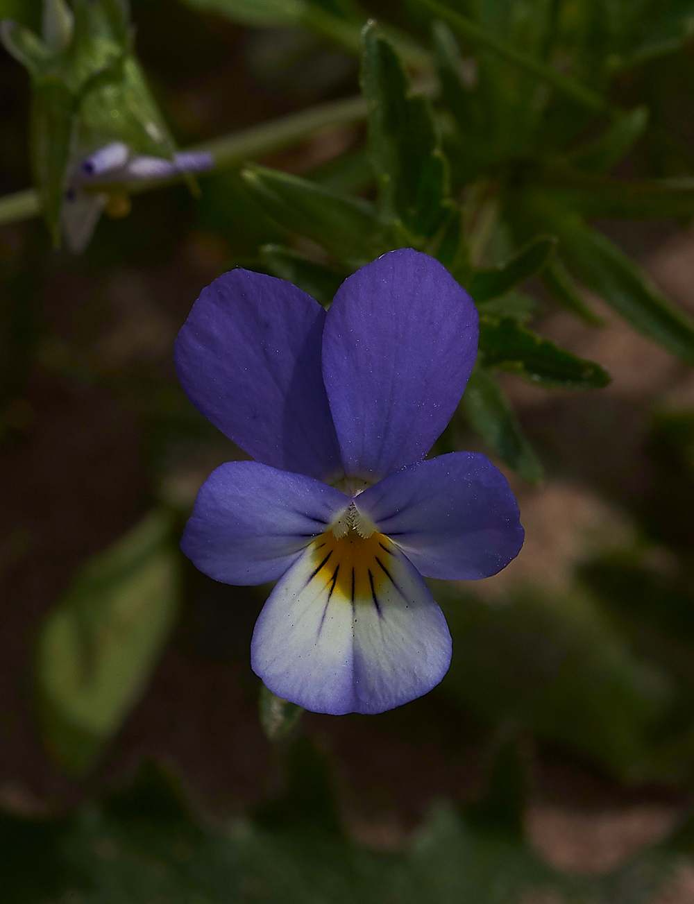 HawsSandscalePansy300518-1