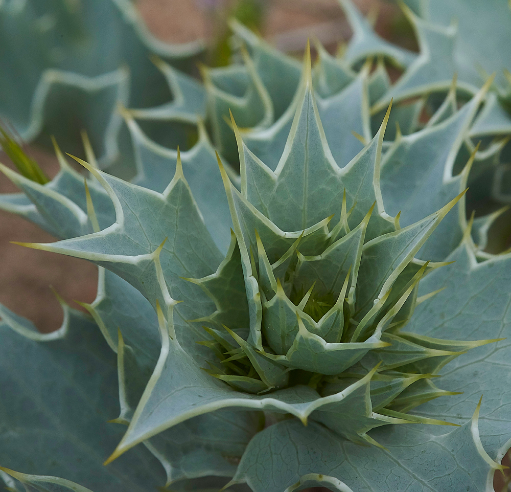 HawsSandscaleSeaHolly300518-1