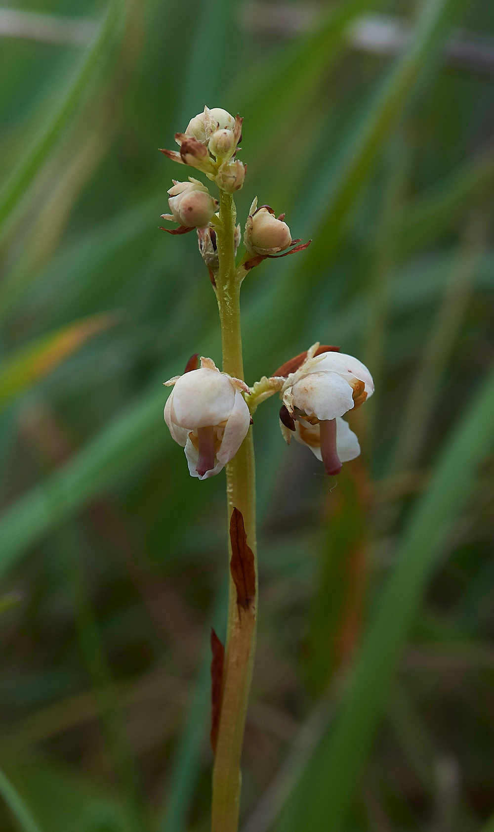 HawsSandscaleWintergreen300518-1