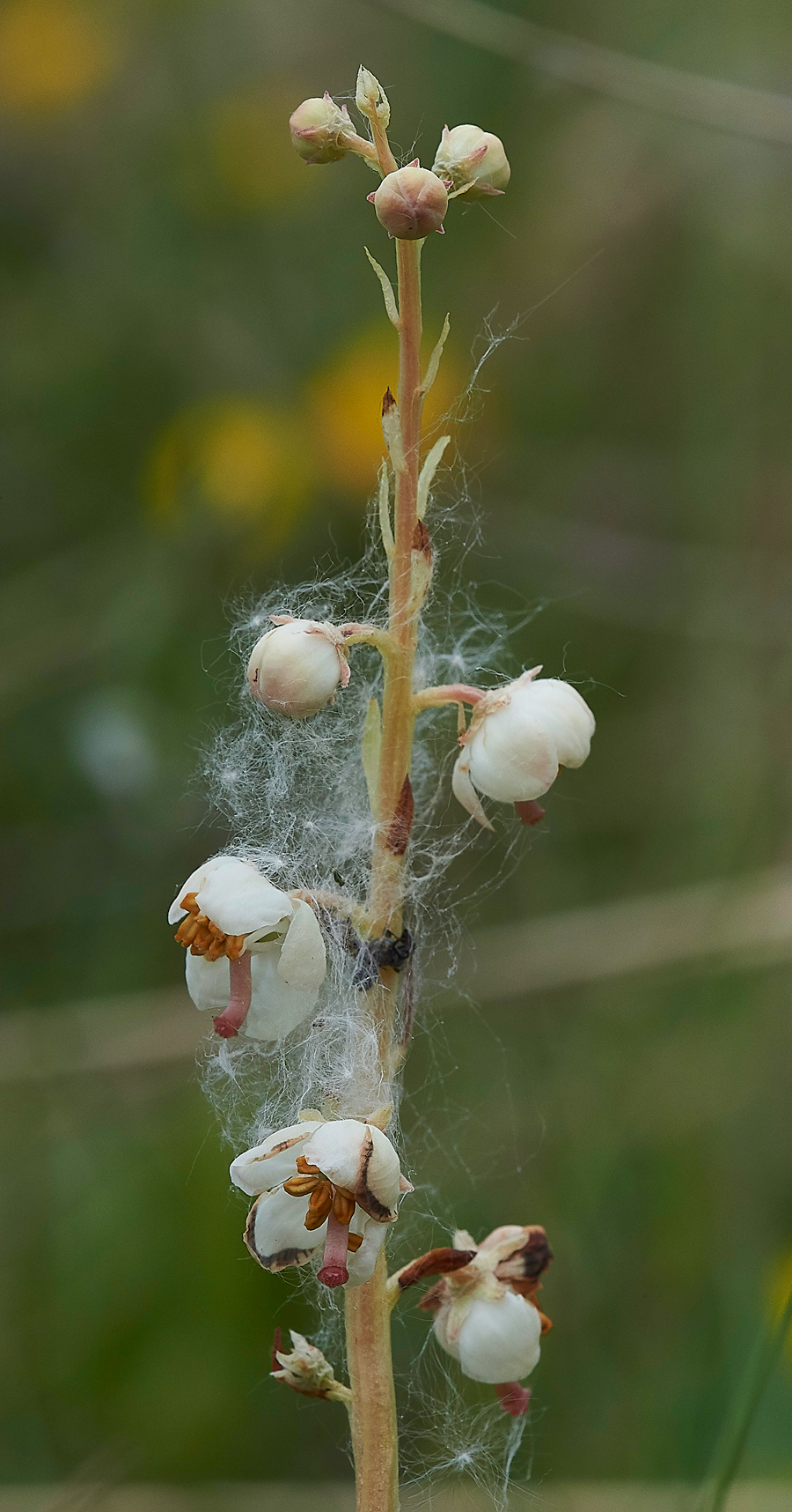 HawsSandscaleWintergreen300518-2