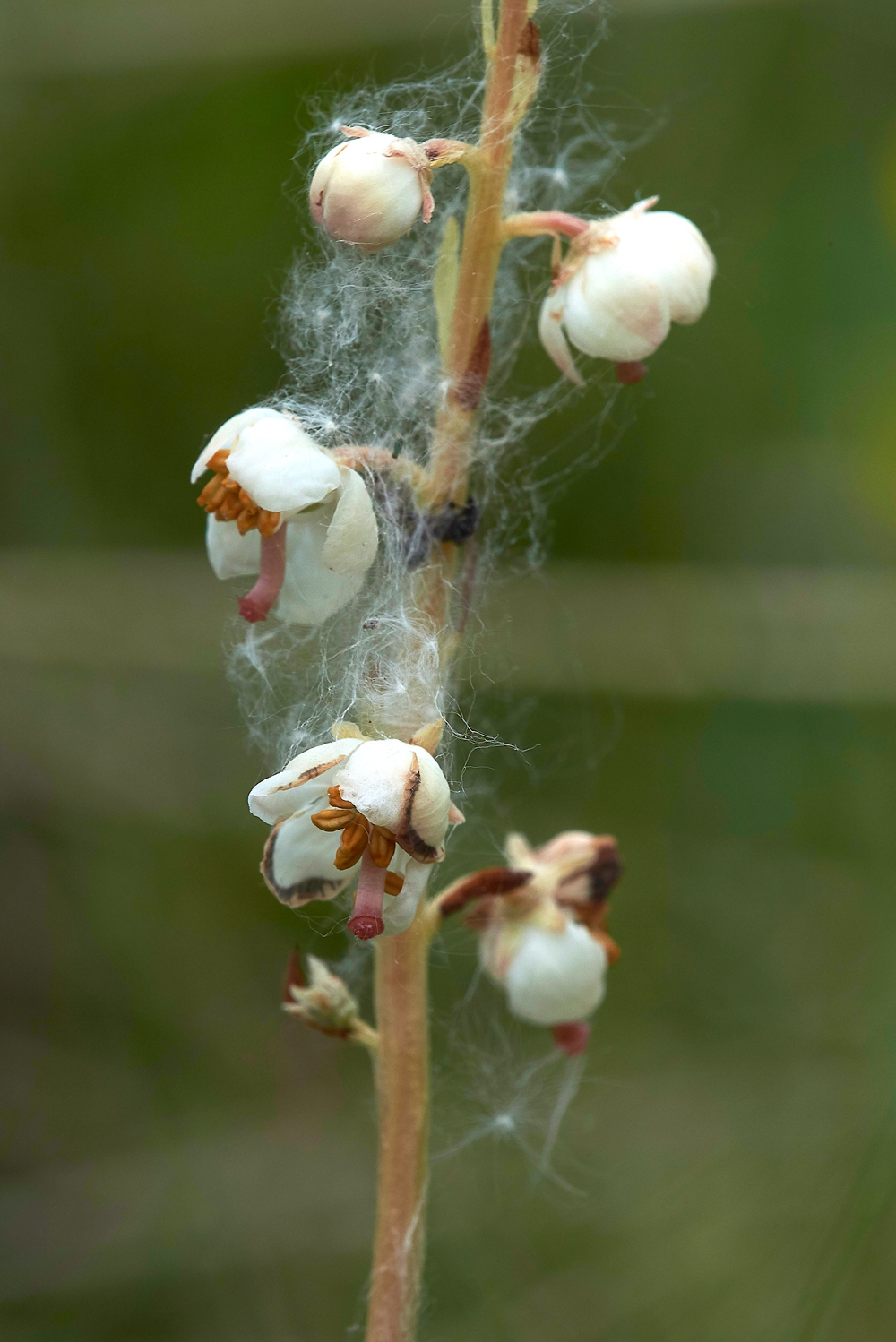 HawsSandscaleWintergreen300518-3