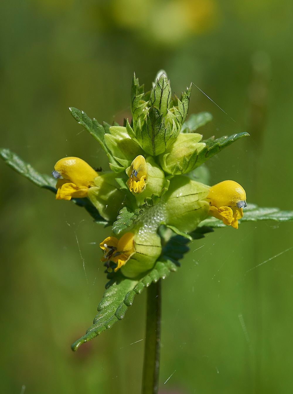 HayrattleGairbarrows280518-1