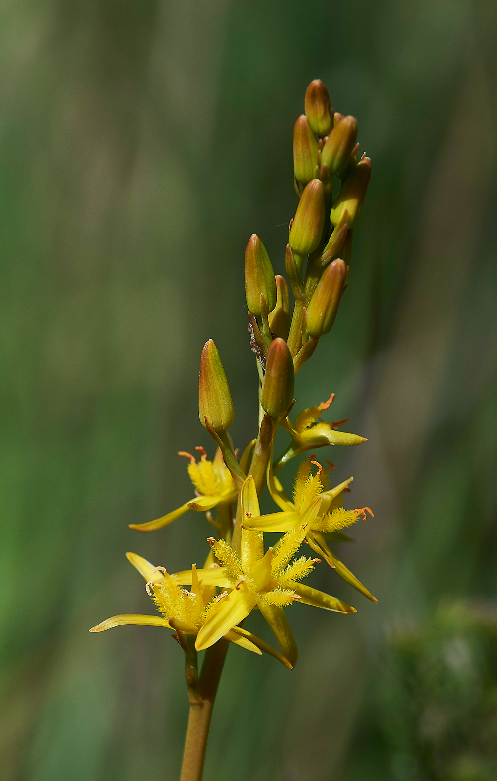 HeathBogAsphodel220618-1