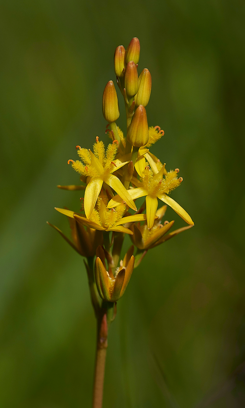 HeathBogAsphodel220618-2