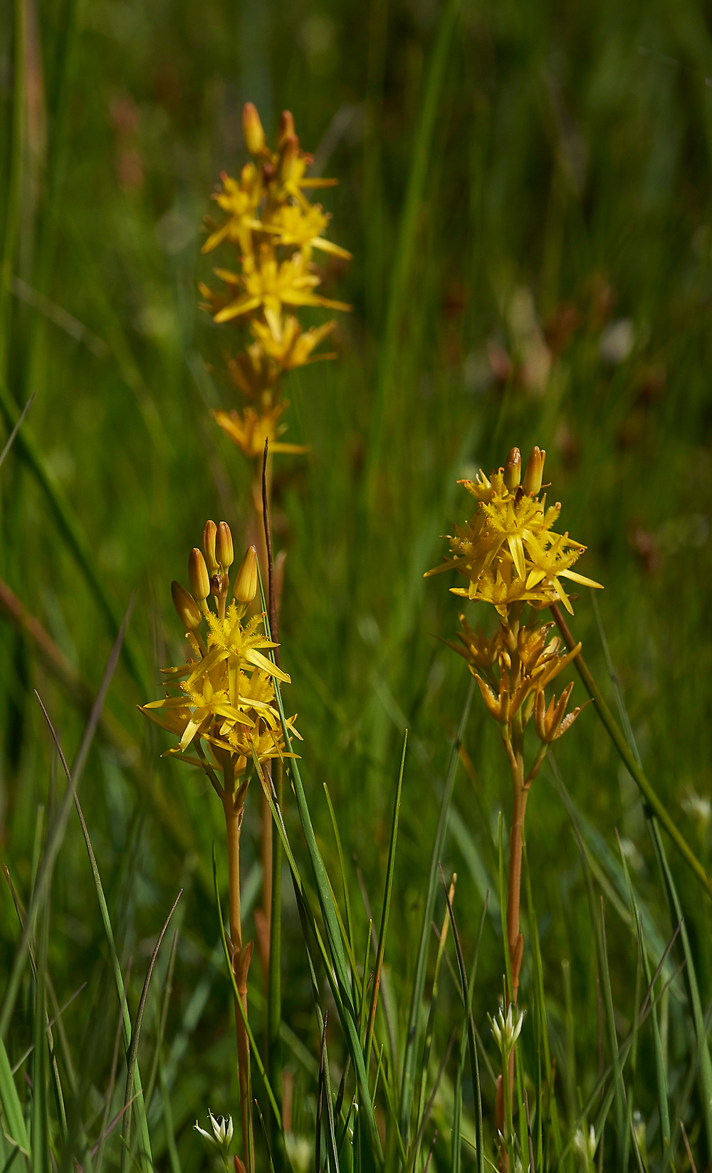 HeathBogAsphodel220618-4