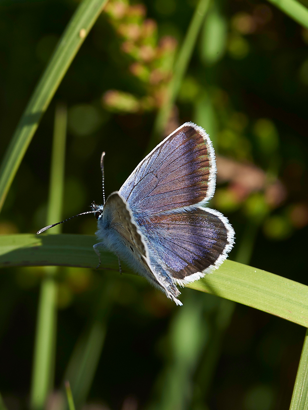 HeathCommonBlue220618-1