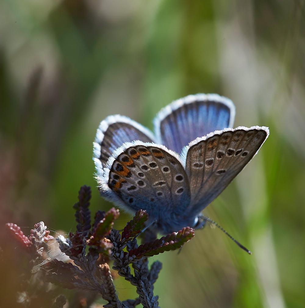 HeathCommonBlue220618-2