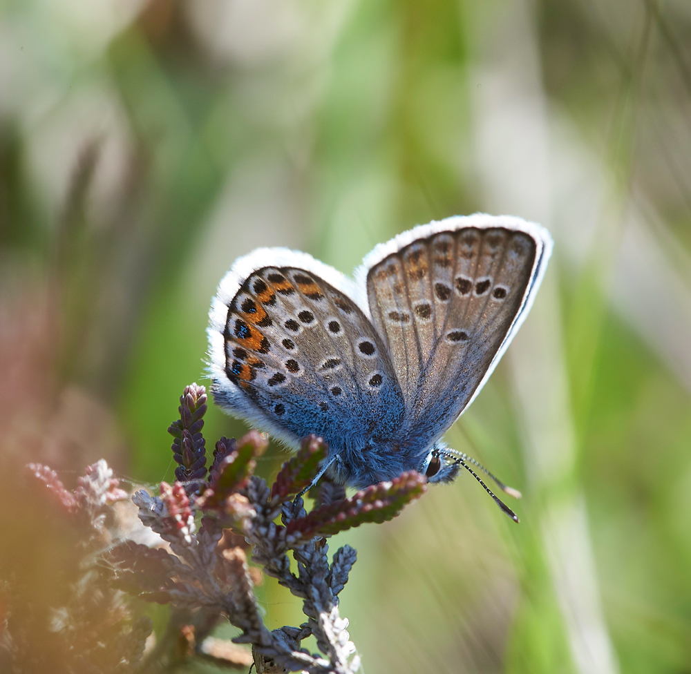 HeathCommonBlue220618-3