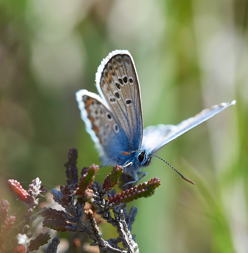 HeathCommonBlue220618-4