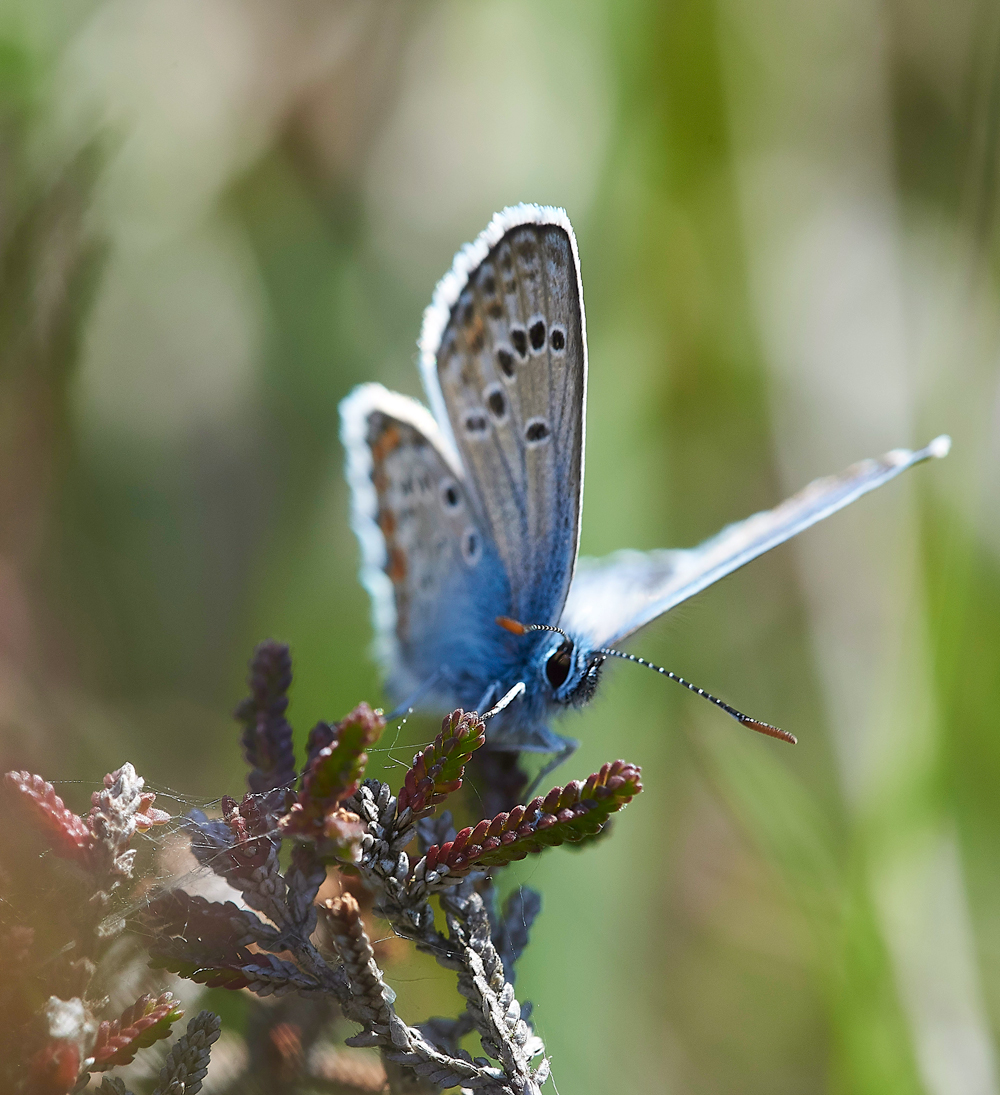 HeathCommonBlue220618-5