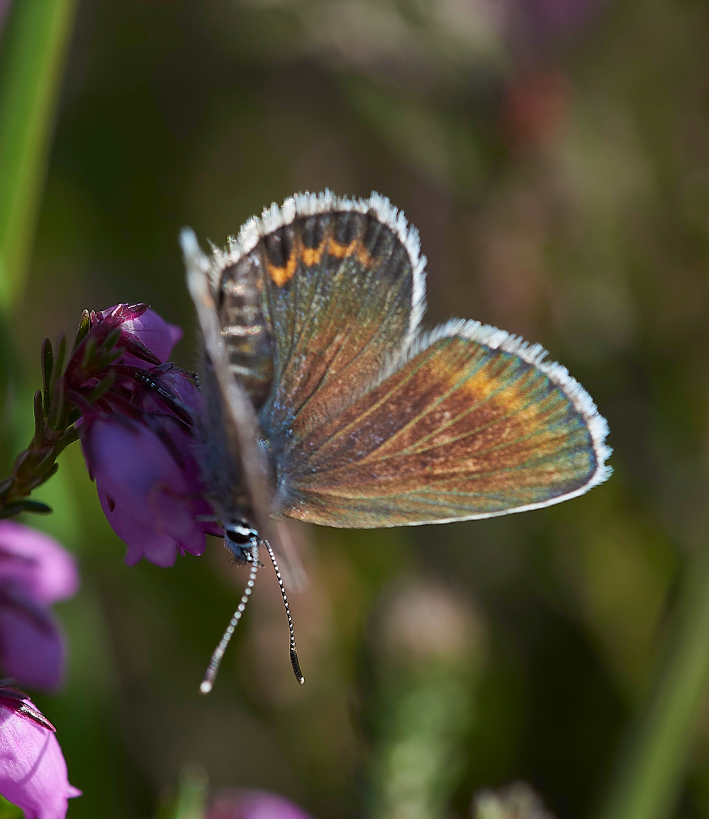 HeathCommonBLue220618-8