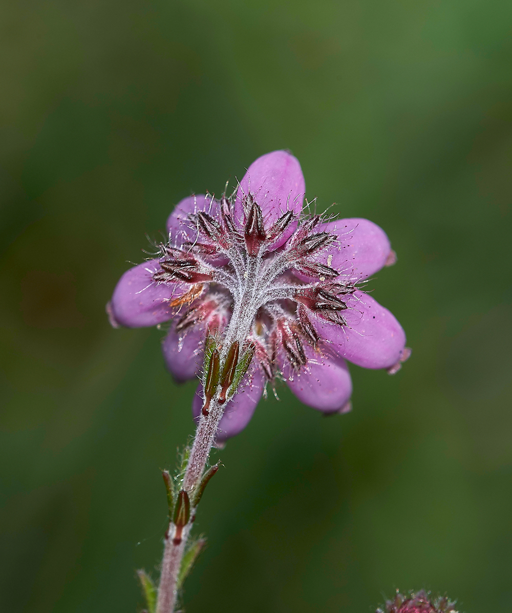 HeathCrossLeavedHeath220618-1