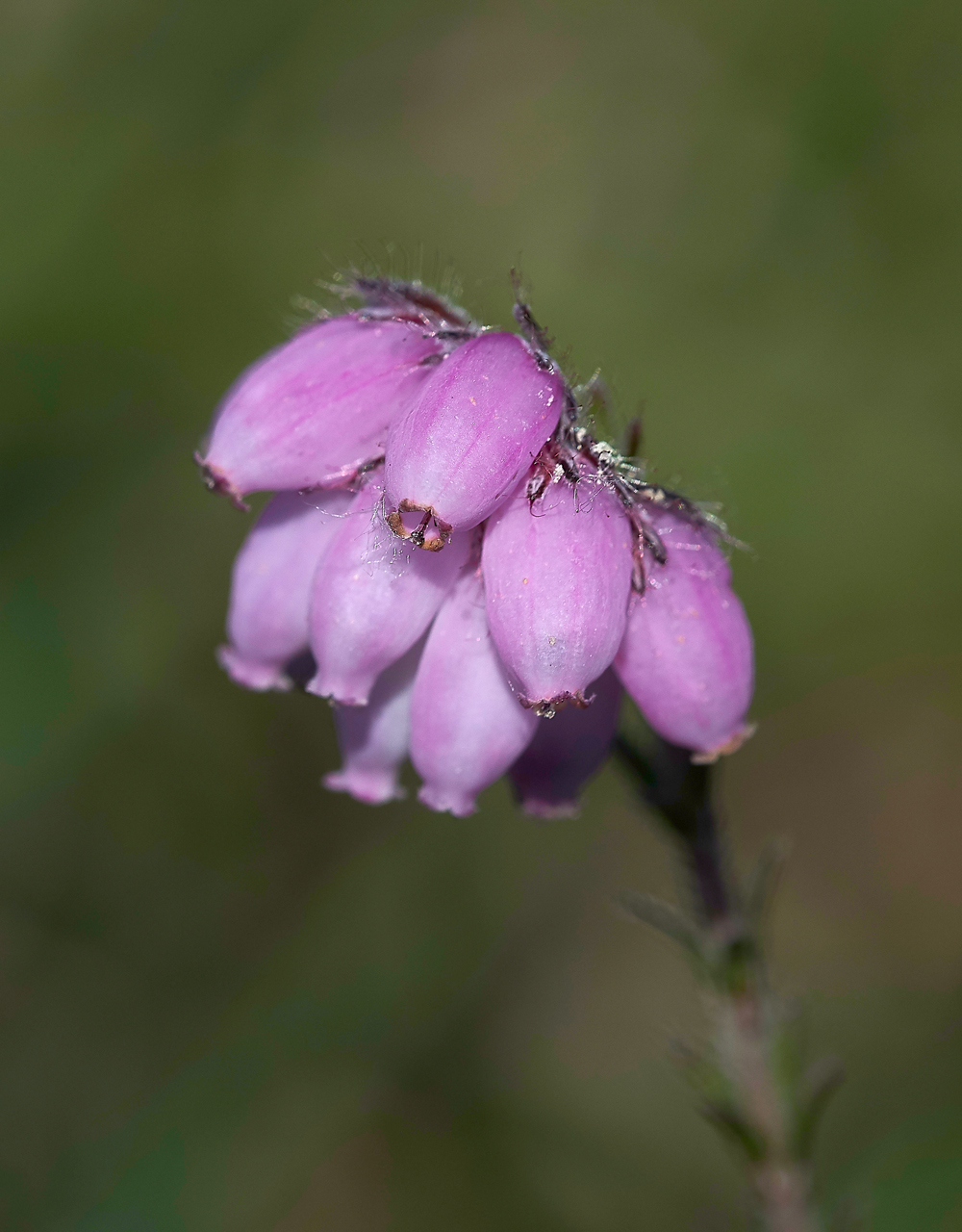 HeathCrossLeavedHeath220618-2
