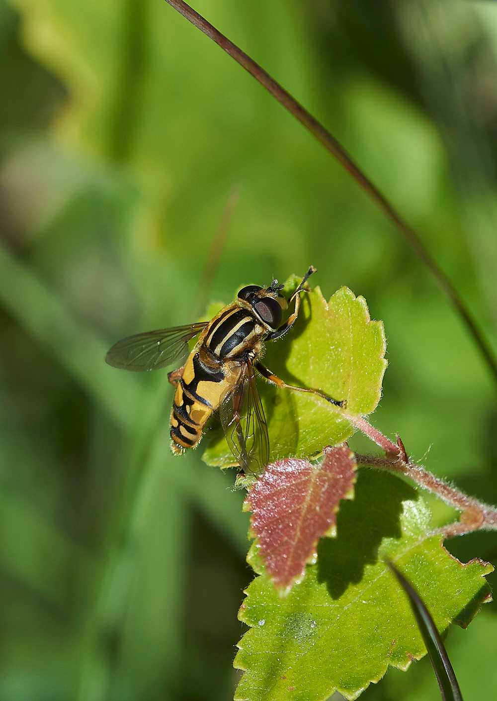 HeathHoverfly220618-1