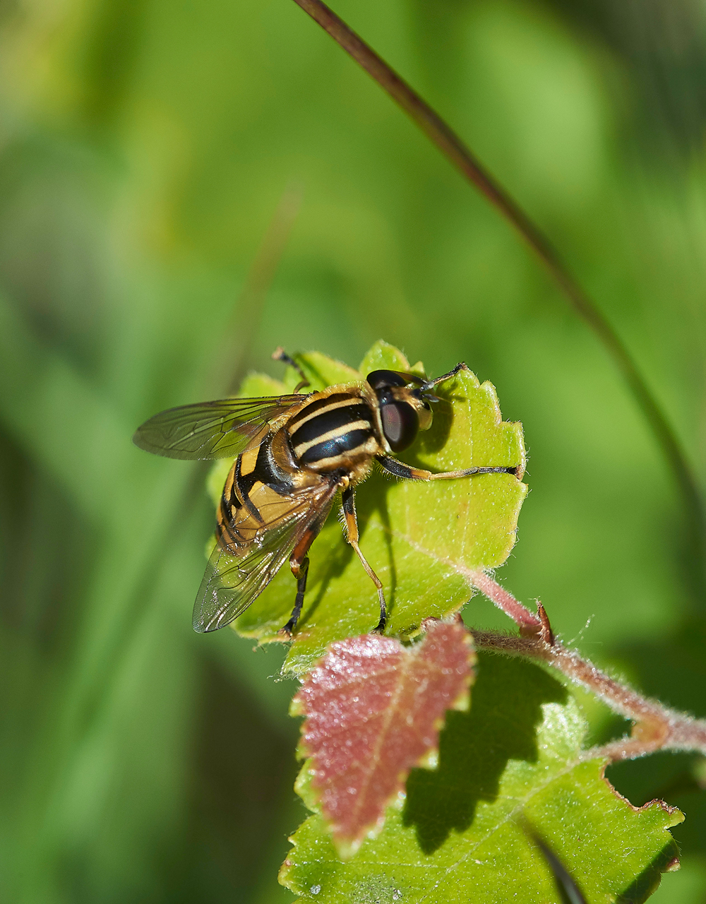 HeathHoverfly220618-2