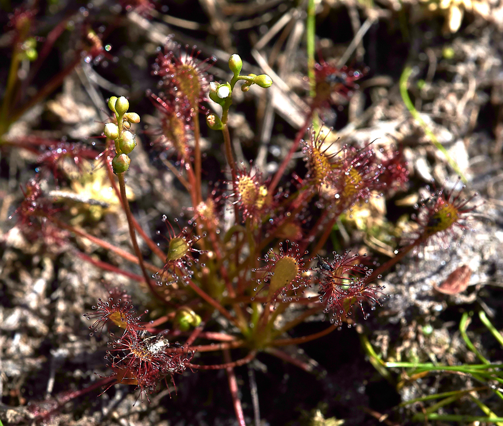 HeathSundew220618-1