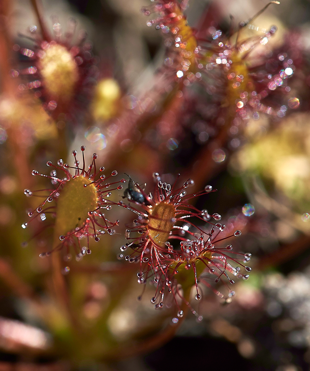 HeathSundew220618-3