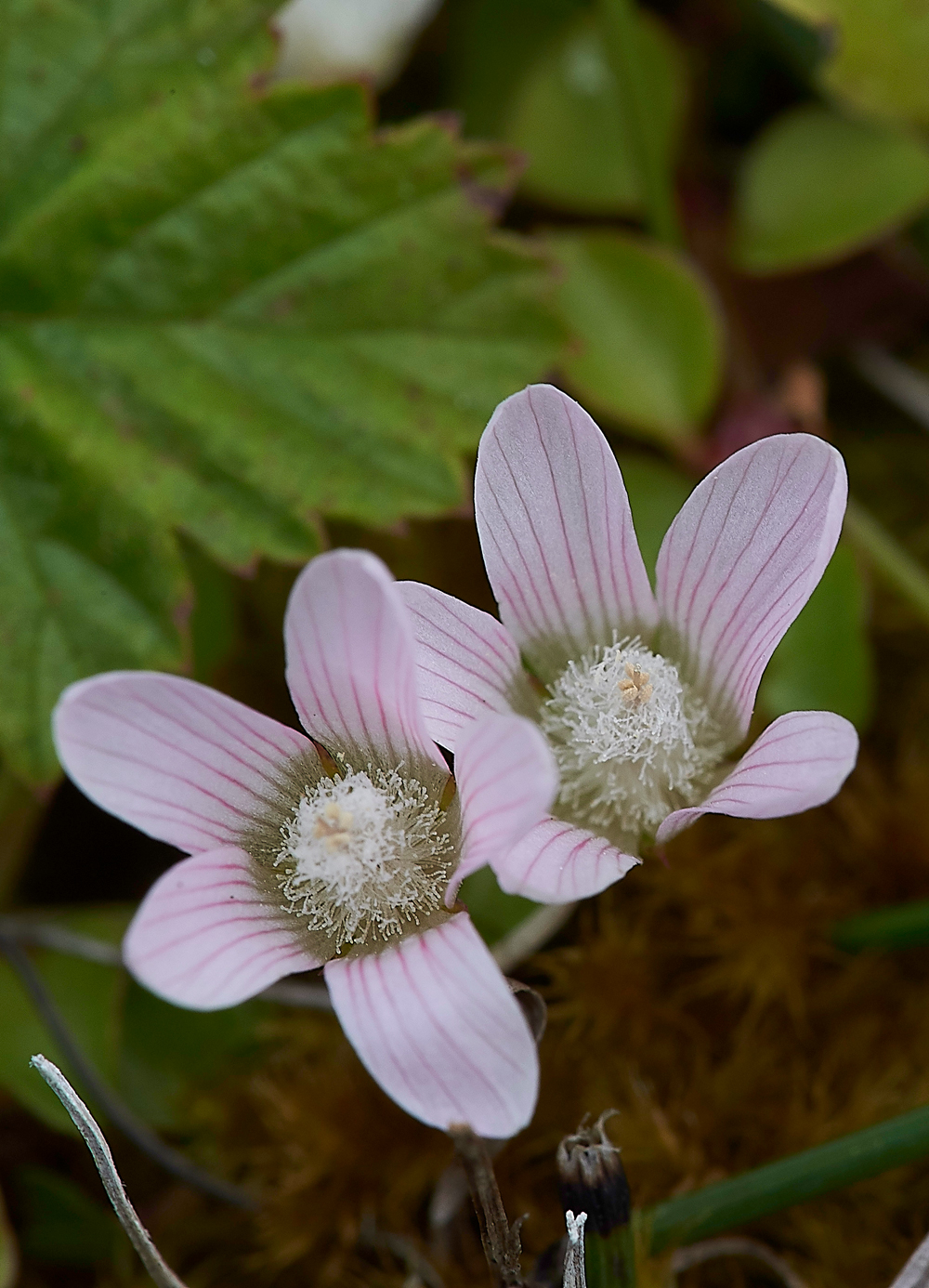 HolyIslandBogPimpernel130718-1