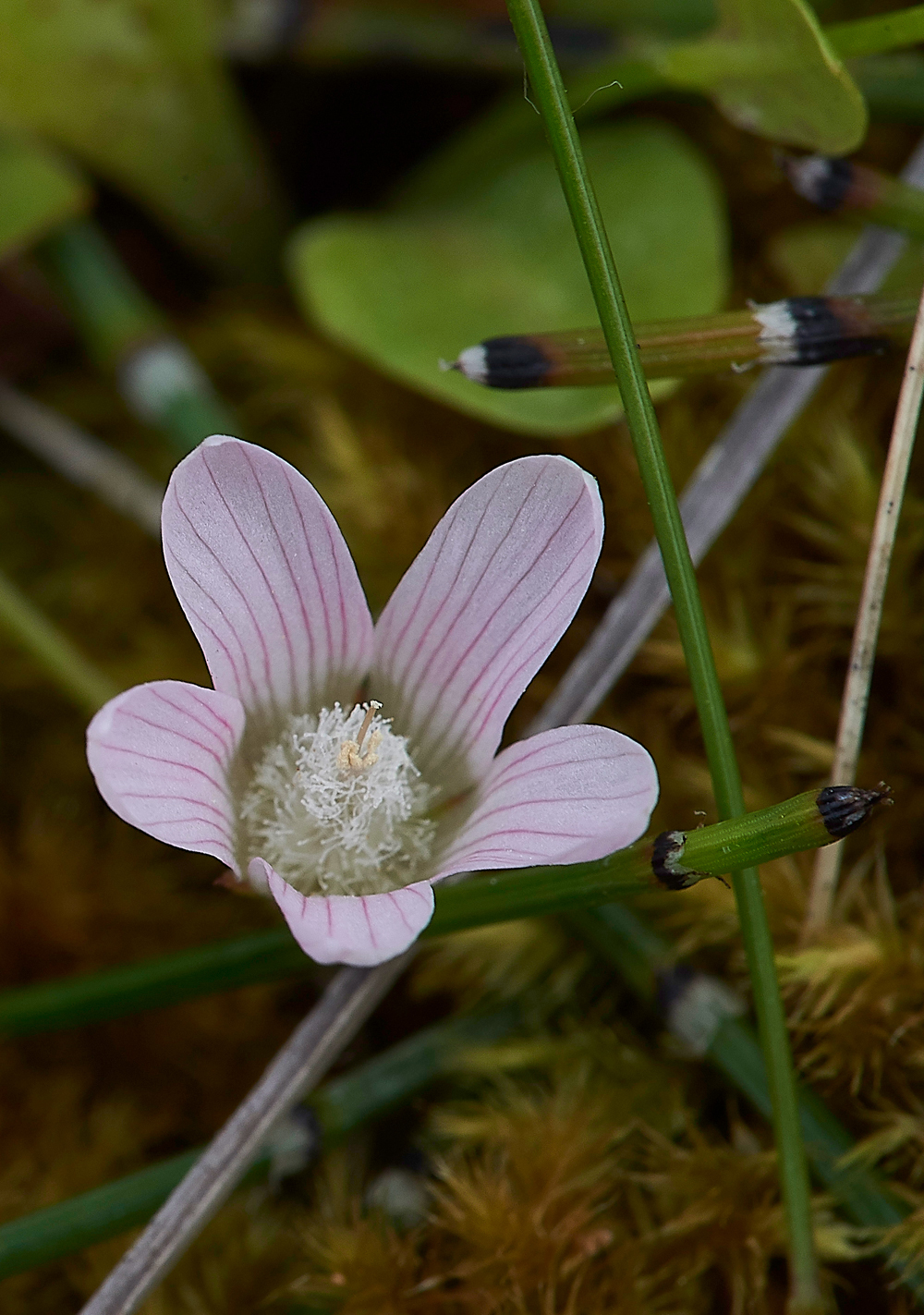 HolyIslandBogPimpernel130718-2