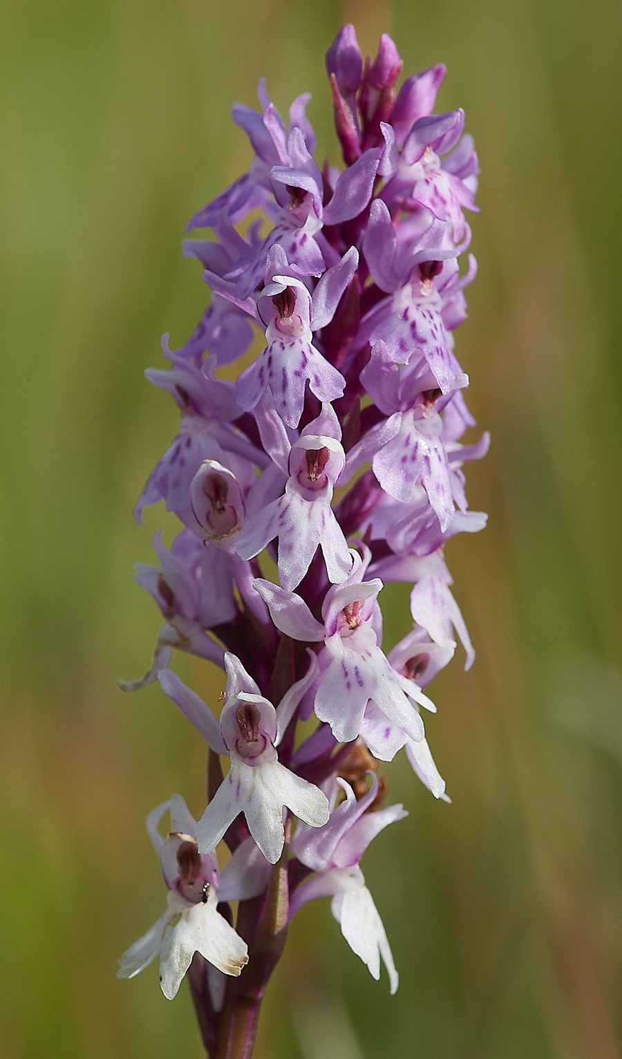 HolyIslandCommonSpottedOrchid130718-1