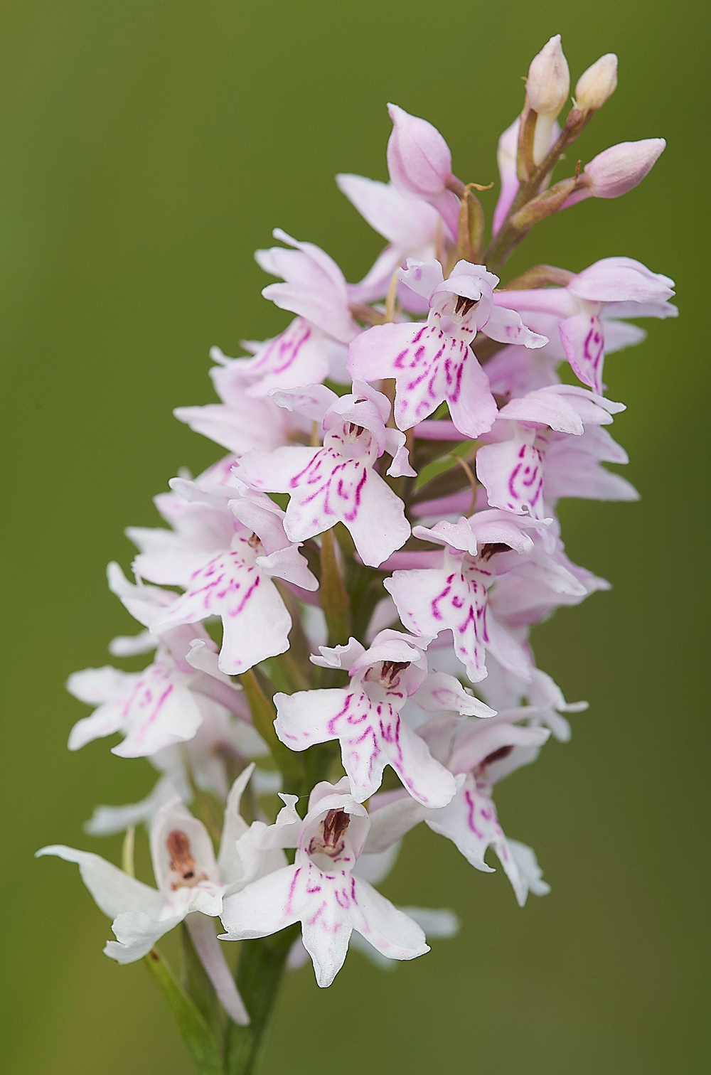 HolyIslandCommonSpottedOrchid130718-2
