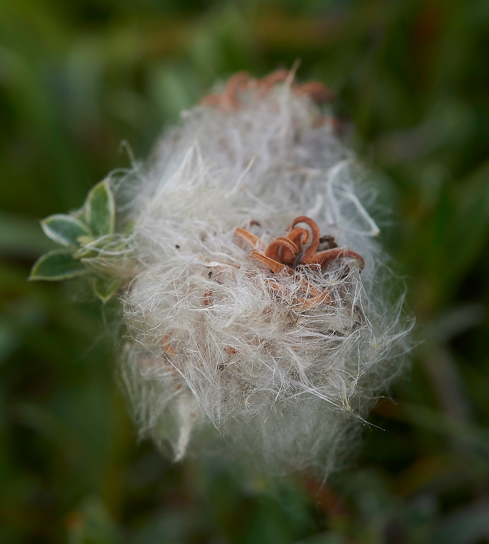 HolyIslandCreepingWillow130718-1